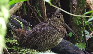 Javan Woodcock, Gunung Gede Pangrango NP, Jawa Barat, Jawa Indonesia.jpg