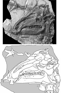 Skull of the holotype Jinzhousaurus.jpg