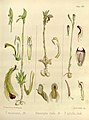 Pterostylis rufa volume 3 pt. 2 plate 116 center in: Joseph Dalton Hooker Flora Antarctica - vol. 3 pt. 2 (Orchidaceae) (1860)