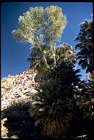 Joshua Tree National Park JOTR1924.jpg