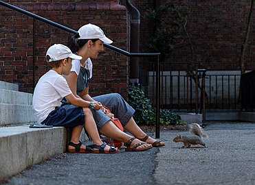 Jules and Gabriel feeding a squirrel by the Memorial Church steps, Harvard Yard, Cambridge, Massachusetts, US