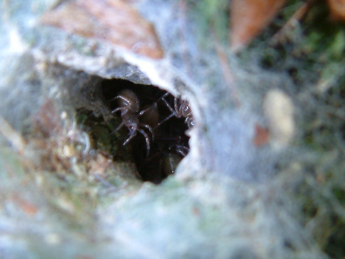 Tegenaria silvestris