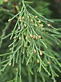 Juniperus pseudosabina, Jałowiec nibysabiński, 2019-10-26