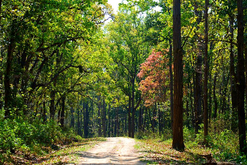 File:Kanha calling.jpg