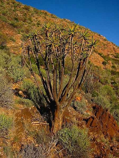 File:Karas Region, Namibia - panoramio (19).jpg