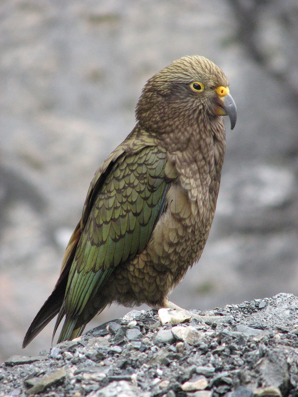 Kecerdasan Burung Wikipedia Bahasa Indonesia Ensiklopedia Bebas