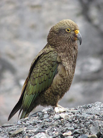 The South Island kea, a species of mountain parrot
