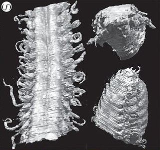 <i>Kenostrychus</i> Extinct genus of annelid worms