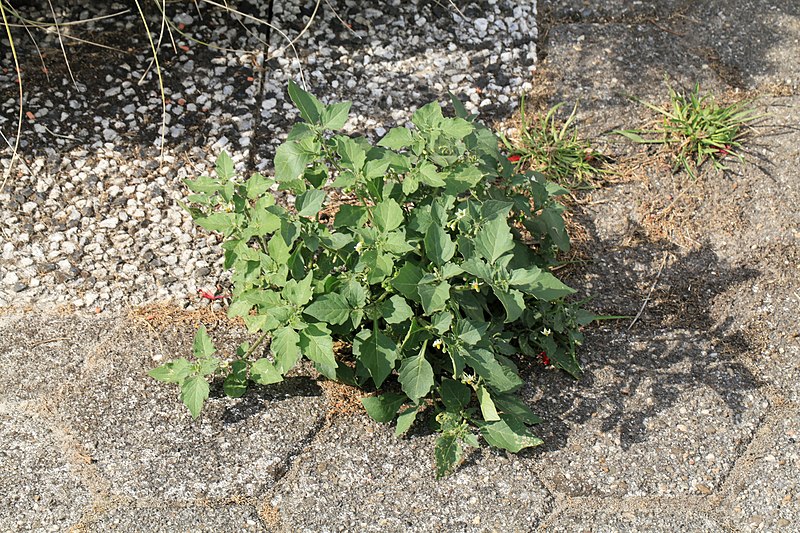 File:Kluse - Solanum nigrum - Schwarzer Nachtschatten 14 ies.jpg