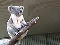 Koala (1) (5636363185).jpg
