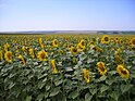 Sunflowers in Kocs