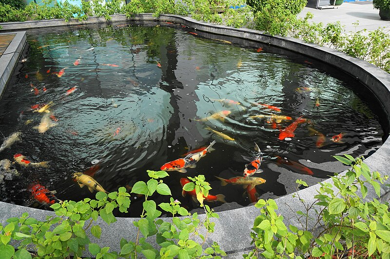 File:Koi Pond in MUST.JPG