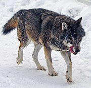 Kolmården Wolf.jpg
