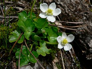 Ranunculaceae: Descripción, Ecoloxía, Fitoquímica