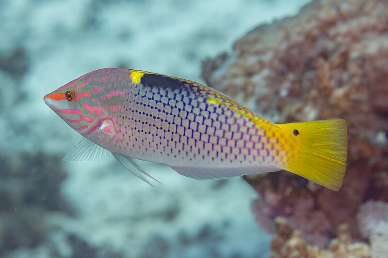 File:Lábrido tablero a cuadros (Halichoeres hortulanus), mar Rojo, Egipto, 2023-04-17, DD 68.jpg