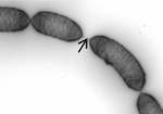 Miniatura Lactobacillus rhamnosus