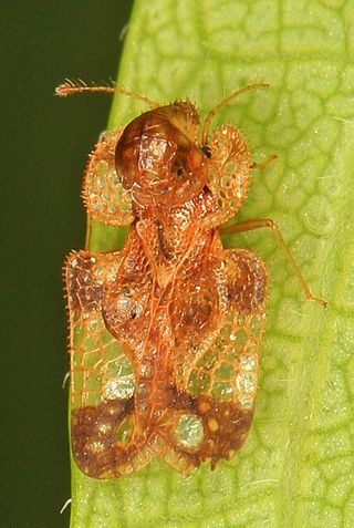 <i>Corythucha</i> Genus of true bugs