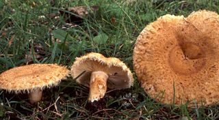 <i>Lactarius mairei</i> Species of fungus