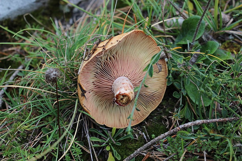 File:Lactarius sanguifluus 25906288.jpg