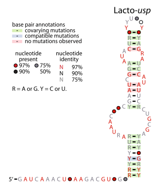 <span class="mw-page-title-main">Lacto-usp RNA motif</span>