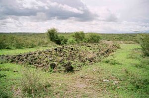 Laetoli Site, February 2006