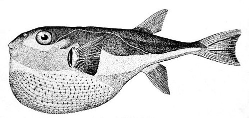 Lagocephalus scelaratus. Рыба фугу. Ядовитая рыба фугу. Рыба лагоцефал. Lagocephalus laevigatus (Linnaeus, 1766) smooth Puffer (Eng).