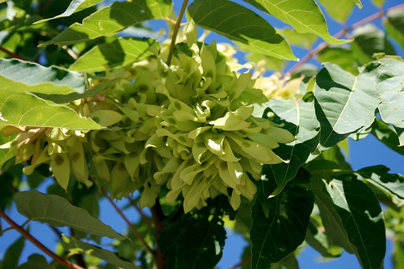 File:Lake Plant 1.JPG