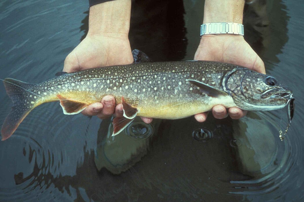 File:Lake trout fish in hands salvelinus namaycush.jpg - Wikipedia