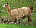 Lama glama 02 by Line1.jpg