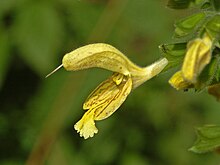 Salvia glutinosa Lamiaceae - Salvia glutinosa-3.JPG