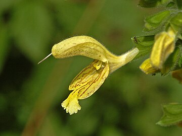 Close-up of Salvia glutinosa flower Lamiaceae - Salvia glutinosa-3.JPG