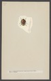 Lamprosoma - Print - Iconographia Zoologica - Special Collections University of Amsterdam - UBAINV0274 001 11 0018.tif