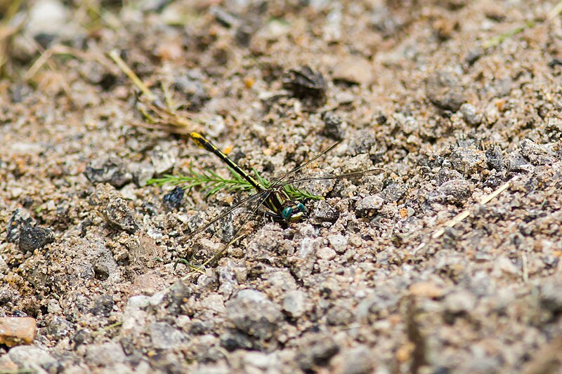 File:Lancet clubtail (27555097086).jpg