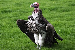 Lappet-faced vulture 1.jpg