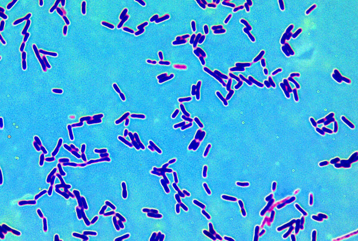 Днк lactobacillus spp