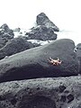 Grapsus grapsus, rocas volcánicas, en la Bahía Tortuga, Santa Cruz Galápagos