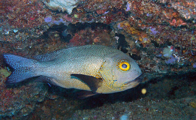 File:Layang-Layang diving19.jpg