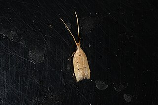 <i>Lecithocera concinna</i> Species of moth in genus Lecithocera