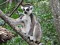 Parc national de l'Isalo, Madagascar.