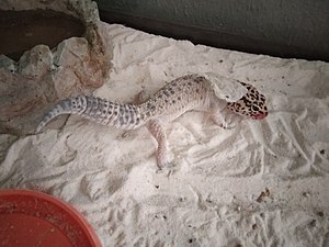 Leopard gheko molting.jpg