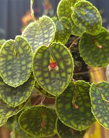 Lepanthes calodictyon for wiki.jpg