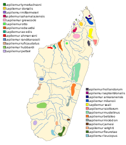 A fürgemakifajok előfordulása Madagaszkáron
