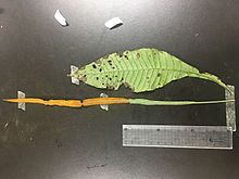 萊蕨營養葉明顯比繁殖葉寬，繁殖葉呈現長線形