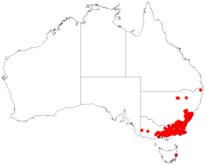 Opis obrazu Leptospermum grandifoliumDistA26.png.