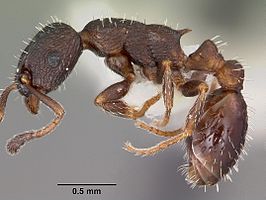 Leptothorax sphagnicola