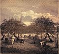 フランス、ノルマンディー地方でのシードル用リンゴの収穫作業（1870年頃）J.フェラ画[2]