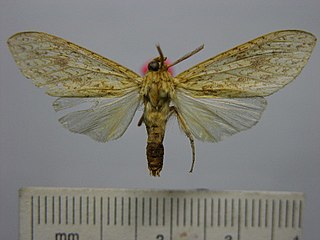 <i>Leucanopsis flavorufa</i> Species of moth