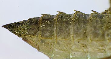 Abdome da larva con espiñas dorsais.