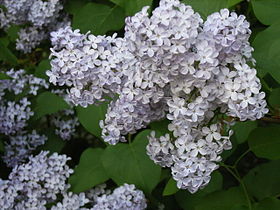 Lilac2006.jpg