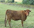 Category:Limousin cattle